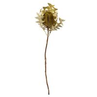Vickerman 12"-18" Basil Preserved Baxteri Flower (25 pack)
