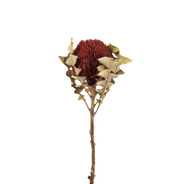 12"-18" Red Preserved Baxteri Flower (3 pack)