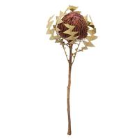 Vickerman 12"-18" Purple Orchid Preserved Orchid Baxteri Flower (25 pack)