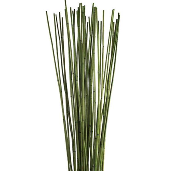 30-40" Basil Balero Bamboo Bundle (10oz bundles)