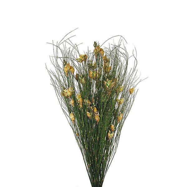 15"-20" 5-6oz Natural Preserved Bell Grass with Seed Pods Bundle
