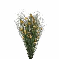 Vickerman 15"-20" 5-6oz Natural Preserved Bell Grass with Seed Pods Bundle