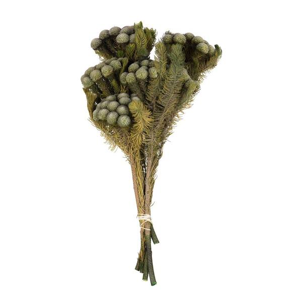 12"-16" 4oz Natural Green Preserved Brunia Bundle