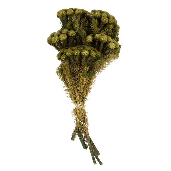12"-16" 8oz Yellow/Green Preserved Brunia Stems (2 4oz bundles)
