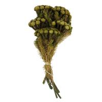 Vickerman 12"-16" 4oz Yellow/Green Preserved Brunia Stems