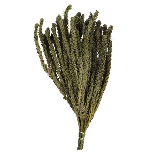 12"-16" 4oz Green Preserved Buxifolia