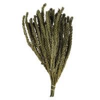 Vickerman 12"-16" 4oz Green Preserved Buxifolia