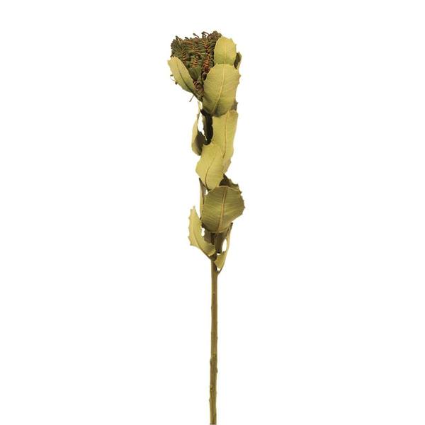 14"-16" 4oz Basil Preserved Coccinea Stem