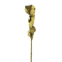 Vickerman 14"-16" 4oz Basil Preserved Coccinea Stem