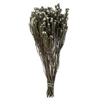 View 16"-22" 4-5oz Natural Preserved Cotton Phylica