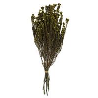 Vickerman 16"-22" 4-5oz Basil Preserved Cotton Phylica