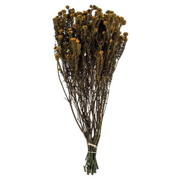 16"-22" 8oz Aspen Gold Preserved Cotton Phylica (2 4oz bundles)
