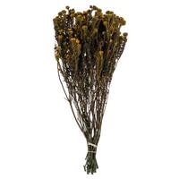 Vickerman 16"-22" 8oz Aspen Gold Preserved Cotton Phylica (2 4oz bundles)