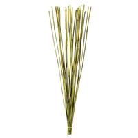View 40"-42" 10oz Basil Preserved Elephant Reed Bundle