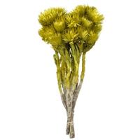 Vickerman 13"-14" 23 Blooms Basil Preserved Flowers