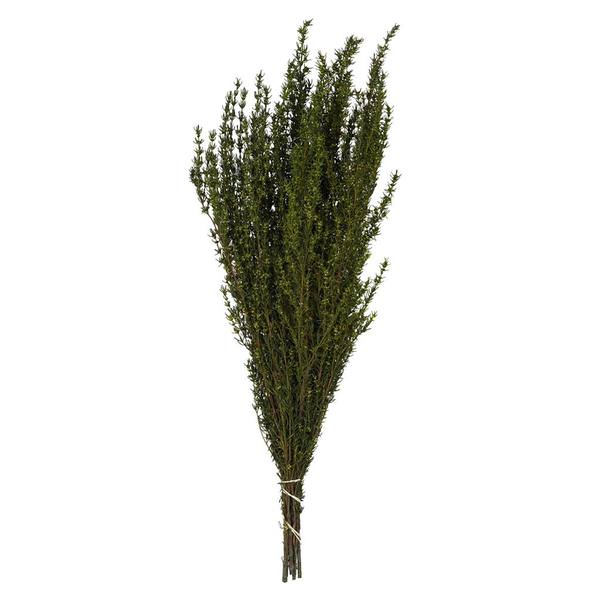 22"-26" 5-6oz Preserved Basil Grabia