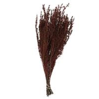 Vickerman 22"-26" 5-6oz Preserved Red Grabia