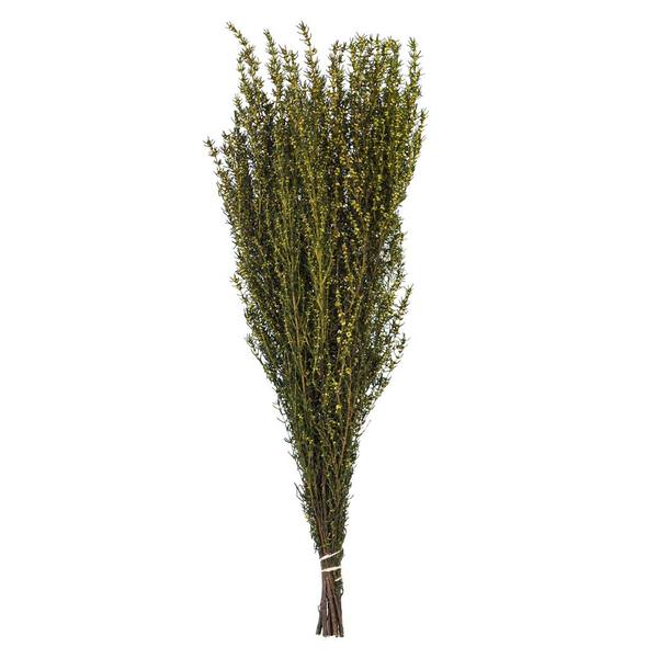 22"-26" 5-6oz Preserved Yellow Grabia