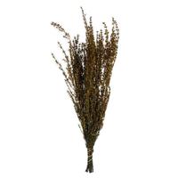 Vickerman 22"-26" 5-6oz Preserved Aspen Gold Grabia