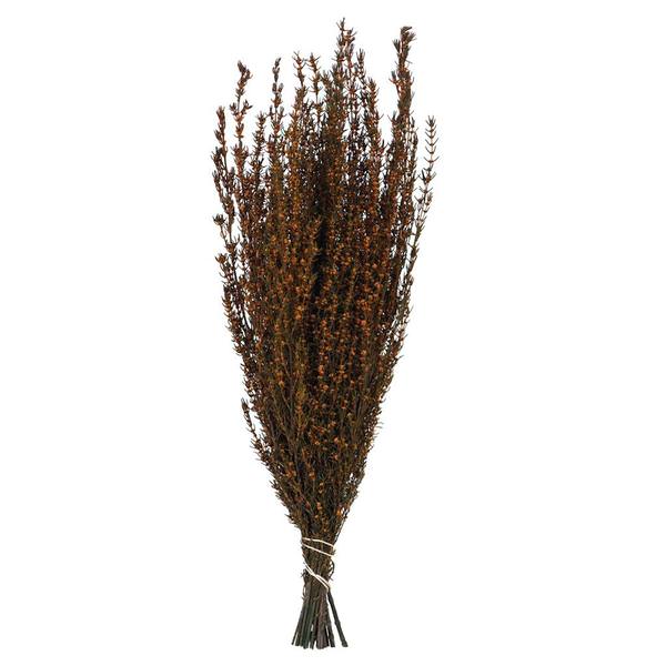 22"-26" 5-6oz Preserved Autumn Grabia