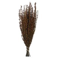 Vickerman 22"-26" 5-6oz Preserved Autumn Grabia