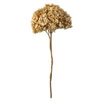 Vickerman 15" Ivory Preserved Hydrangea