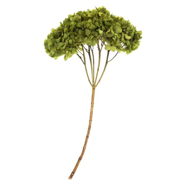 15" Basil Preserved Hydrangea