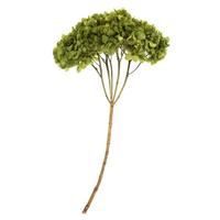 View 15" Basil Preserved Hydrangea