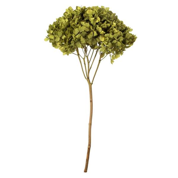 15" Antique Moss Preserved Hydrangea