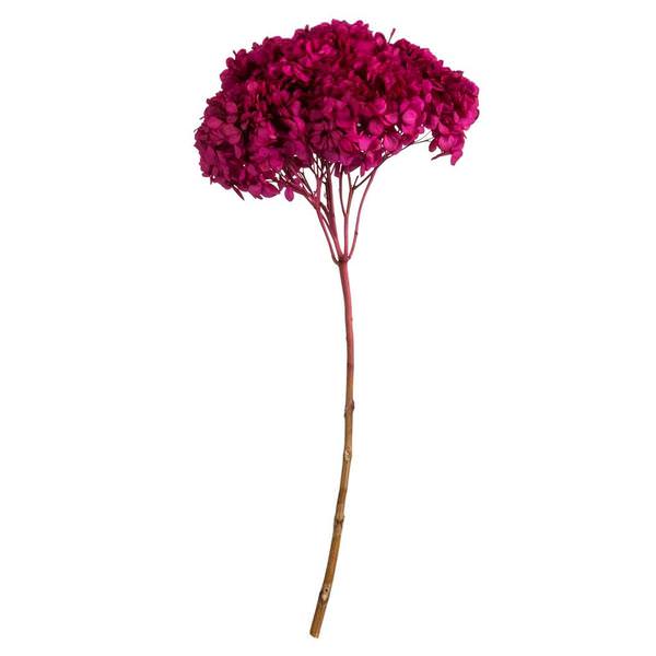 15" Raspberry Preserved Hydrangea