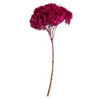 Vickerman 15" Raspberry Preserved Hydrangea