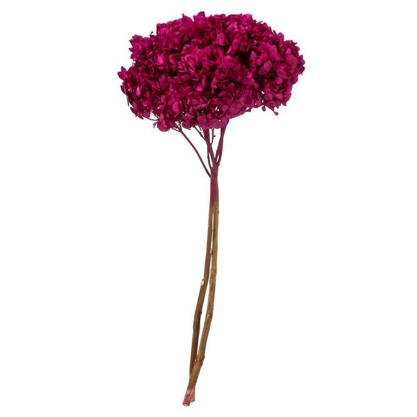 15" Merlot Preserved Hydrangea