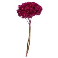 Vickerman 15" Merlot Preserved Hydrangea