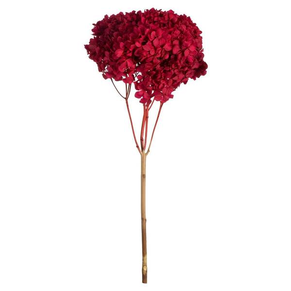 15" Red Preserved Hydrangea