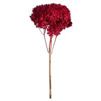 Vickerman 15" Red Preserved Hydrangea
