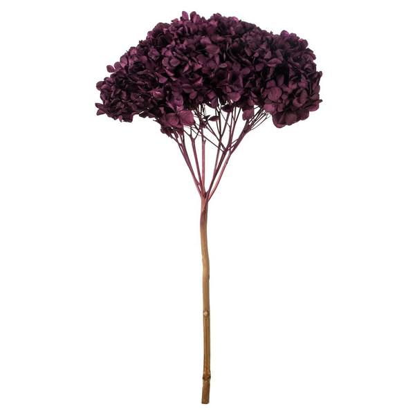 15" True Violet Preserved Hydrangea