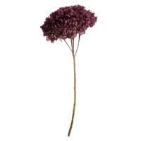 Vickerman 15" Purple Orchid Preserved Hydrangea