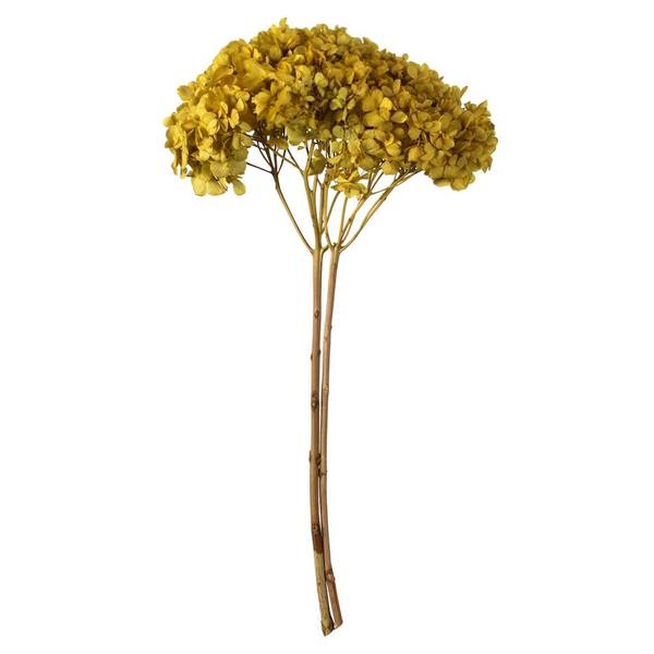 15" Yellow Preserved Hydrangea