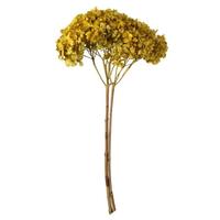 Vickerman 15" Yellow Preserved Hydrangea