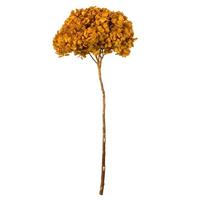Vickerman 15" Aspen Gold Preserved Hydrangea