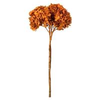 Vickerman 15" Autumn Preserved Hydrangea