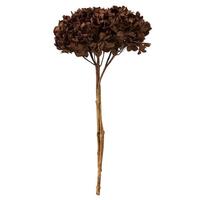 Vickerman 15" Brown Preserved Hydrangea
