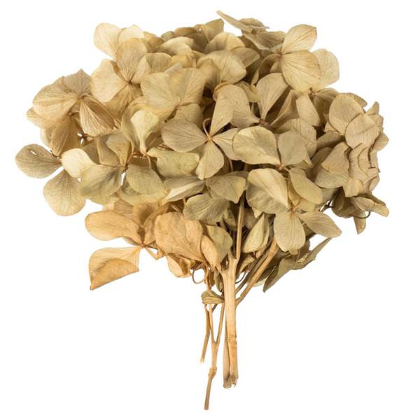 Preserved Tan Natural Hydrangea Pieces