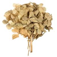 Vickerman Preserved Tan Natural Hydrangea Pieces