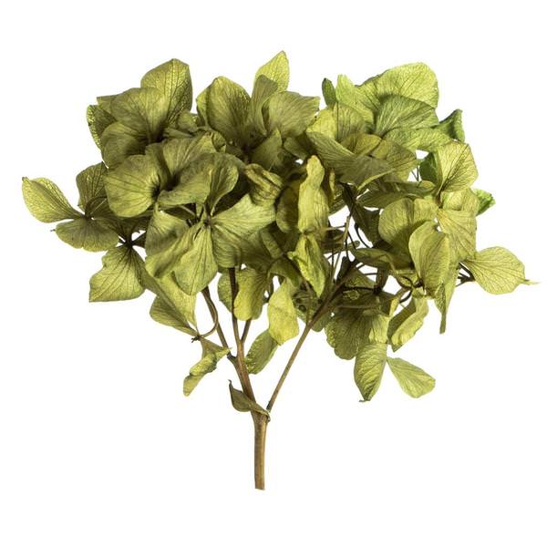 Preserved Green Basil Hydrangea Pieces