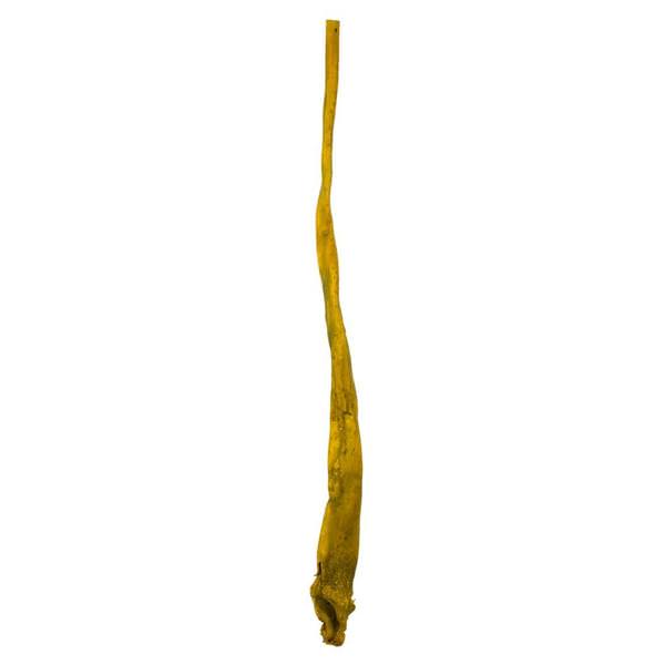 36"-38" Dried Basil Sea Kelp