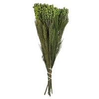 Vickerman 12"-15" 5oz Green Preserved Lanuginosa