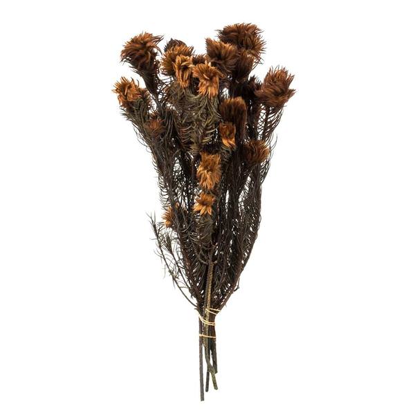 15"-18" 6oz Brown Preserved Phyliscens