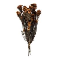 Vickerman 15"-18" 4oz Brown Preserved Phyliscens