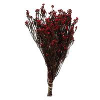 Vickerman 12"-22" 10oz Red Preserved Phylica (2 5oz bundles)